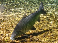 Alevino de Curimbatá