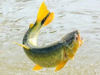 Alevino de Dourado