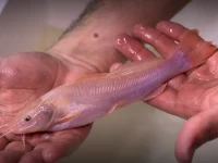 Alevino de Jundiá rosa