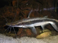 Alevino de Jurupensém