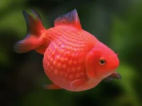 Alevino de Kinguio
