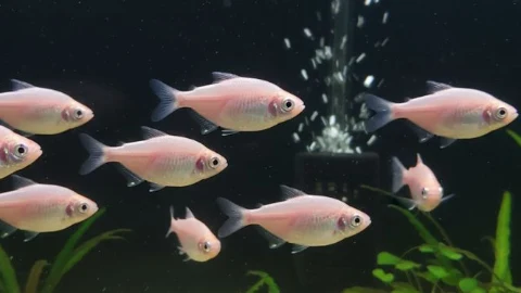 Alevino de Lambari rosa