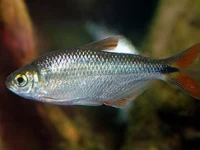 Alevino de Lambari tambiú
