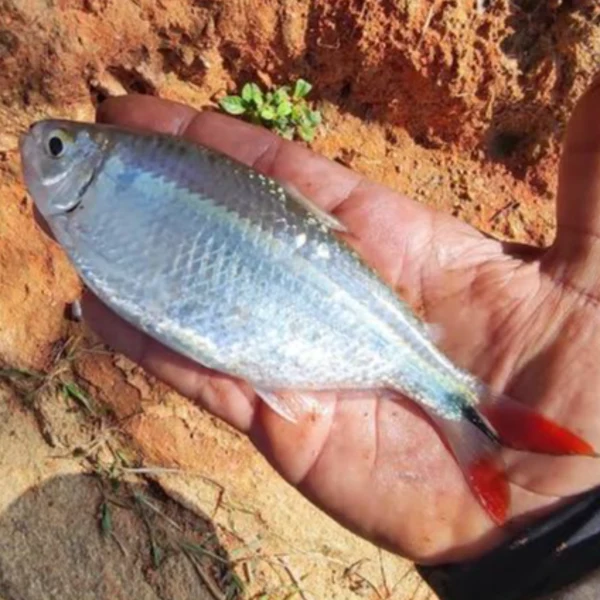 Alevino de Lambari rabo vermelho