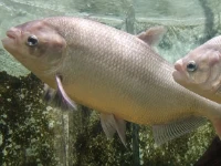 Alevino de Matrinxã