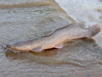 Alevino de Bagre Clarias