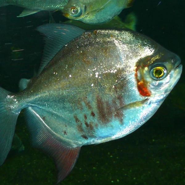 Alevino de Pacu