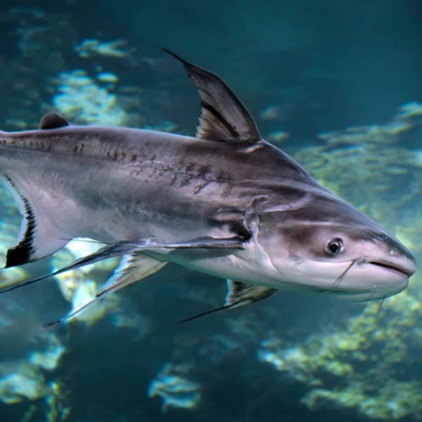 Alevino de Panga