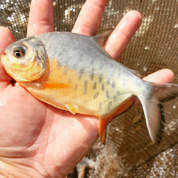 Alevino de Patinga