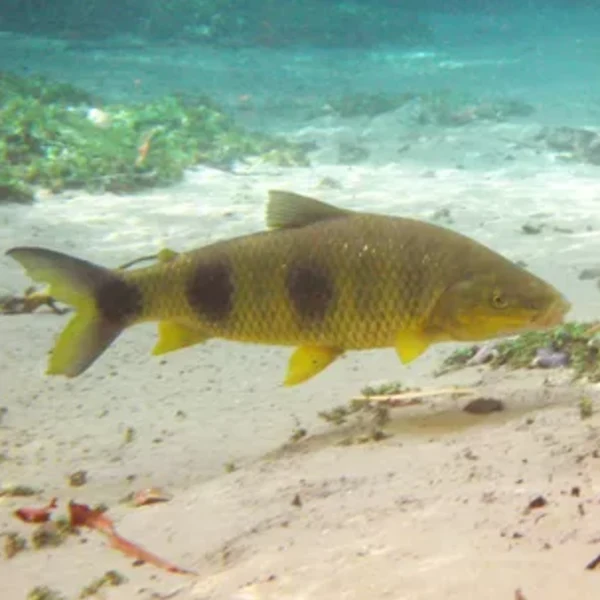 Alevino de Piapara