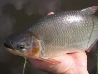 Alevino de Piracanjuba