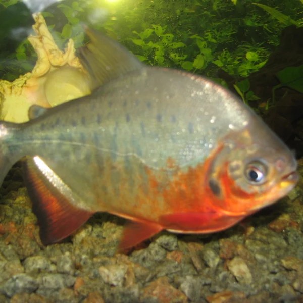 Alevino de Pirapitinga