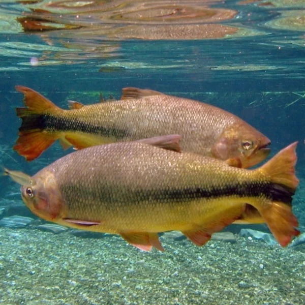 Alevino de Piraputanga