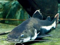 Alevino de Pirarara