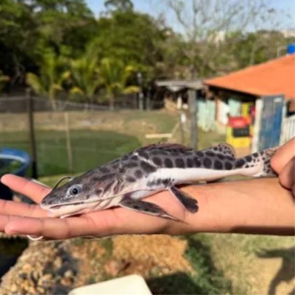 Alevino de Piraonça