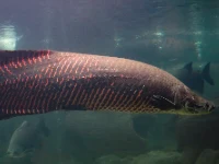 Alevino de Pirarucu
