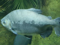 Alevino de Tambaqui