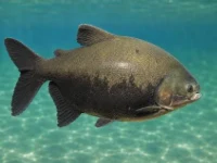 Alevino de Tambacu