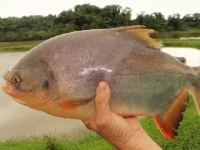 Alevino de Tantinga