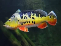 Alevino de Tucunaré