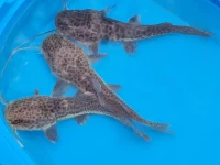 Alevino de Jaupira