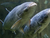Alevino de Carpa cabeçuda