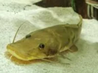 Alevino de Jurupoca