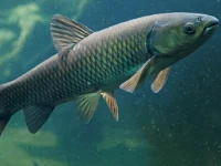 Alevino de Carpa capim
