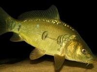 Alevino de Carpa húngara