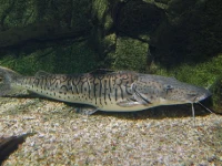 Alevino de Cachara