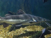 Alevino de Cachapira