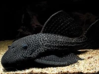 Alevino de Cascudo