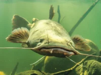 Alevino de Catfish